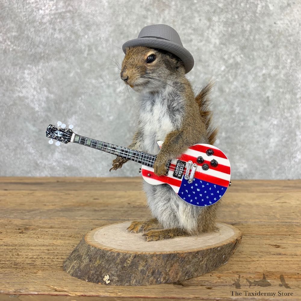 Rock N Roll Squirrel Novelty Mount For Sale #23004 @ The Taxidermy Store