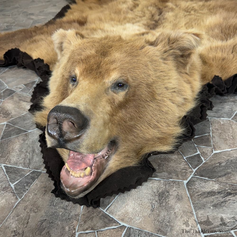 Grizzly Bear Full Size Rug Mount For Sale #29315 @ The Taxidermy Store