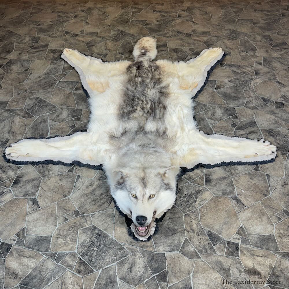 Alaskan Gray Wolf Rug Mount For Sale #28821 @ The Taxidermy Store