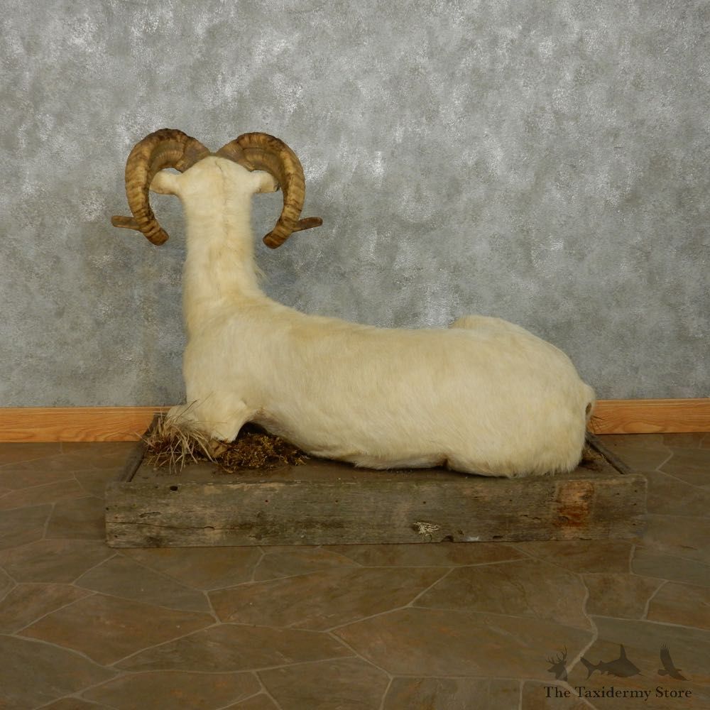 Texas Dall Sheep Life-Size Mount For Sale #15110 @ The Taxidermy Store