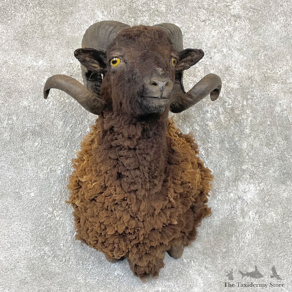 Black Corsican Ram Shoulder Mount For Sale #26728 @ The Taxidermy Store