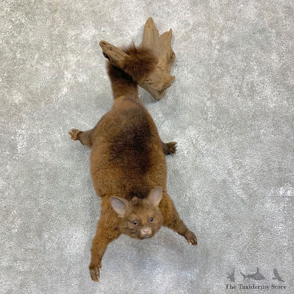 Common Brushtail Possum Mount For Sale #22860 @ The Taxidermy Store