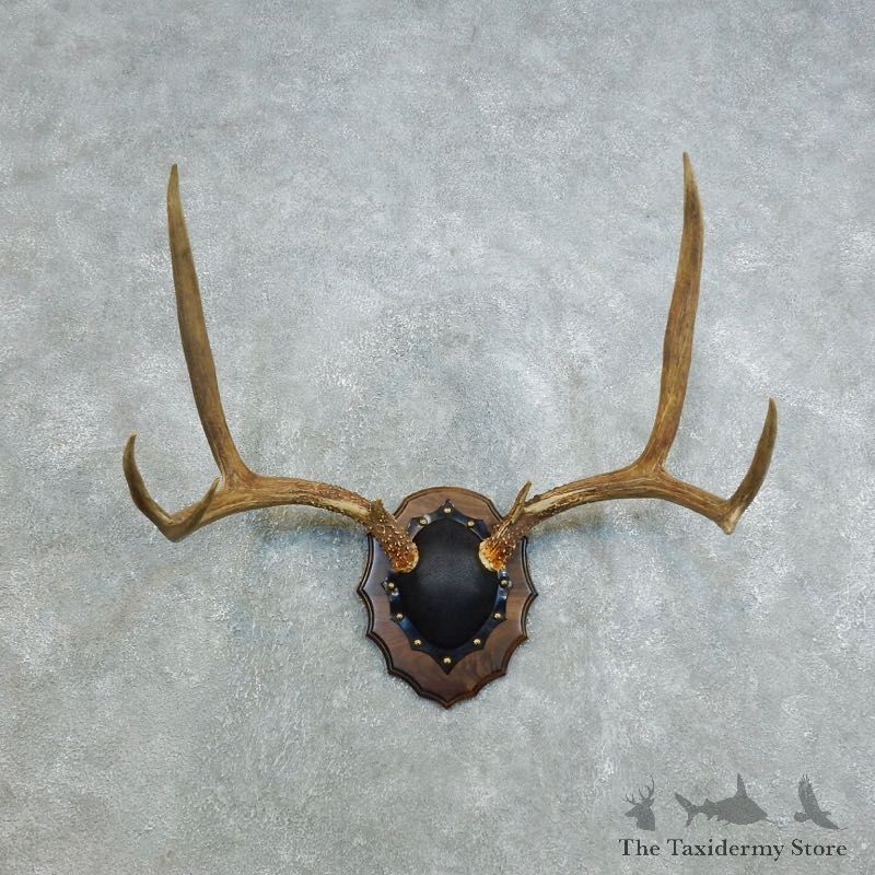 Mule Deer Taxidermy Antler Plaque #18408 For Sale @ The Taxidermy Store
