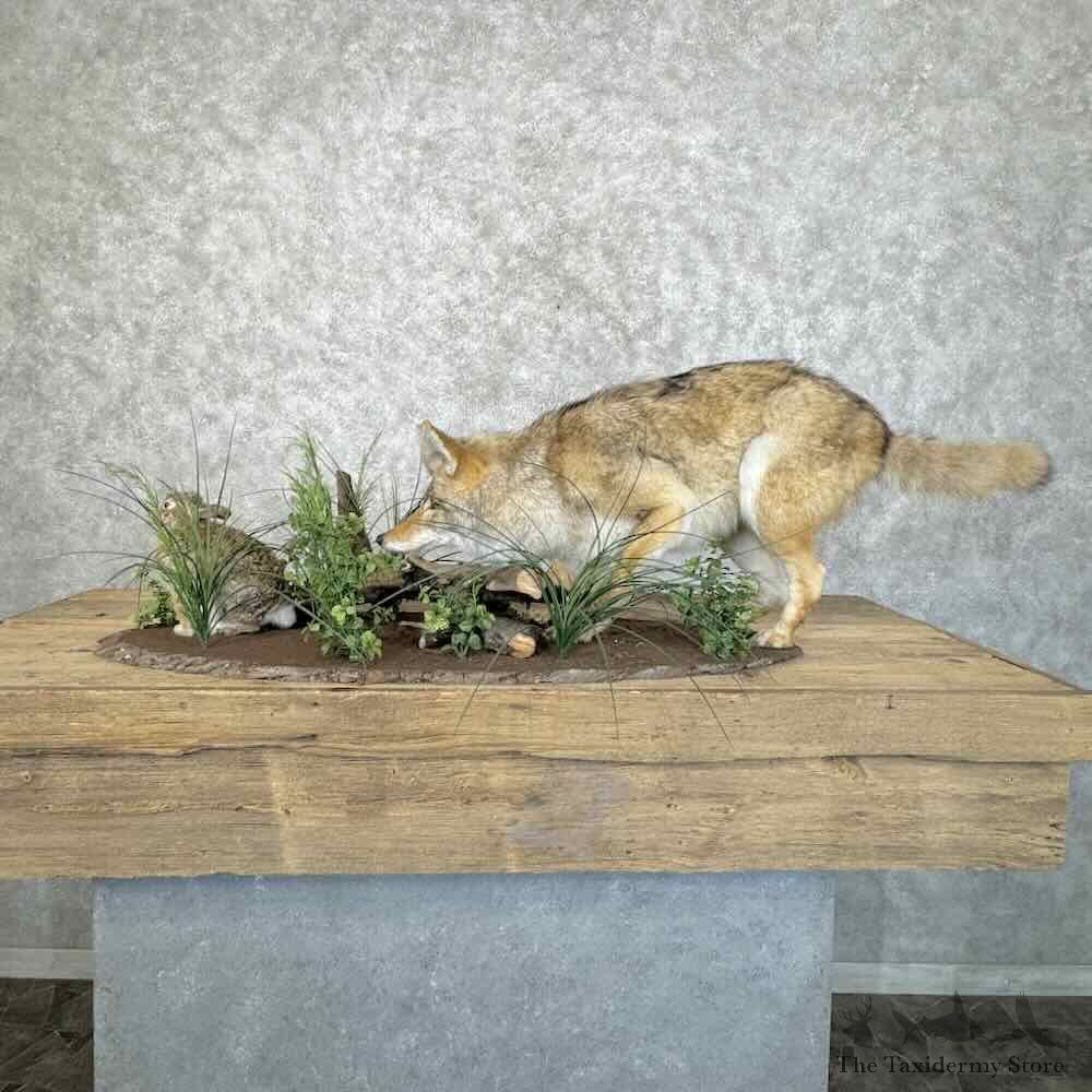 Coyote Life-Size Mount For Sale #31150 @ The Taxidermy Store