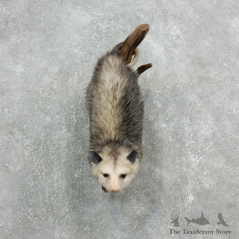 Wall Hanging Opossum Mount For Sale #18106 @ The Taxidermy Store