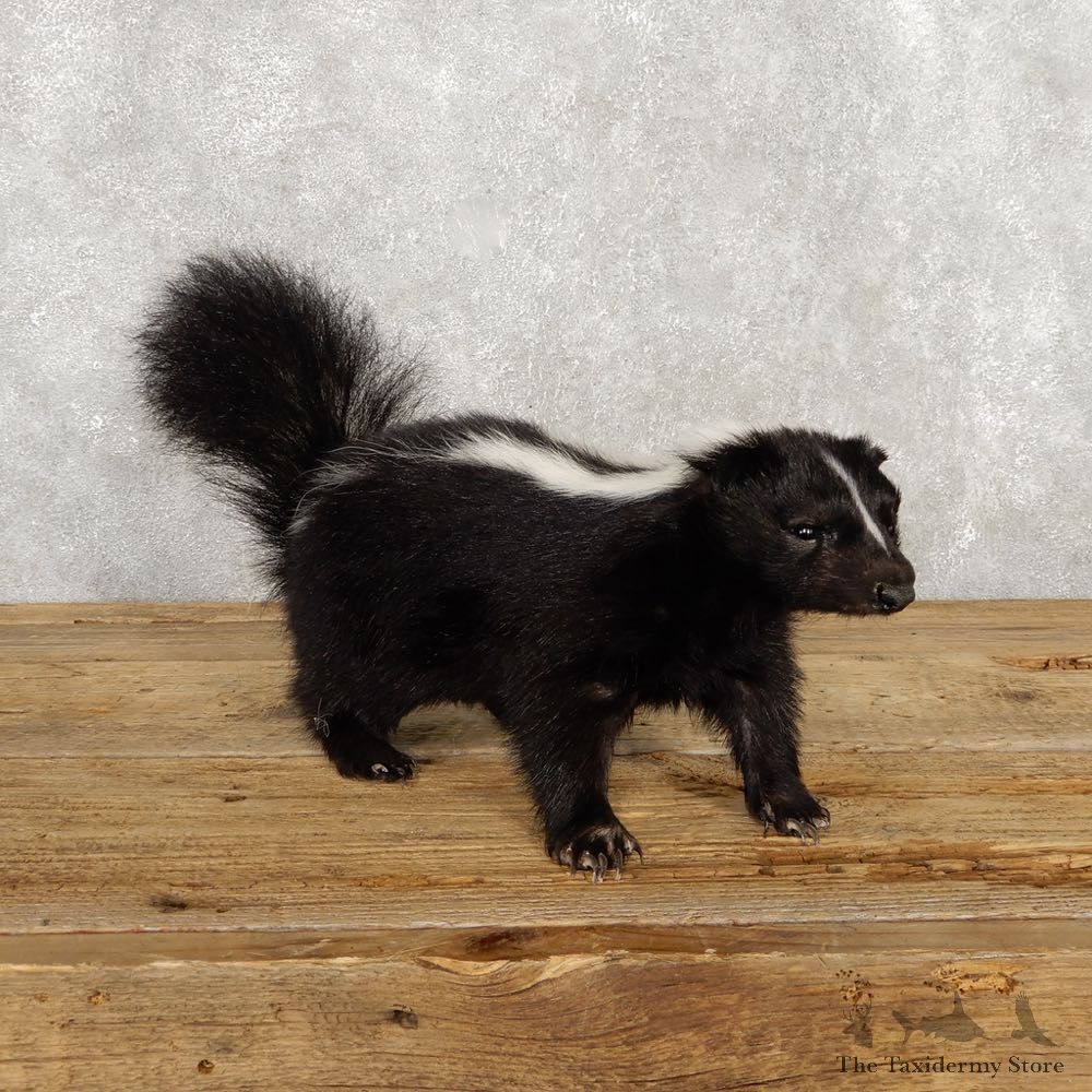 Life-Size Skunk Taxidermy Mount #18793 For Sale @ The Taxidermy Store