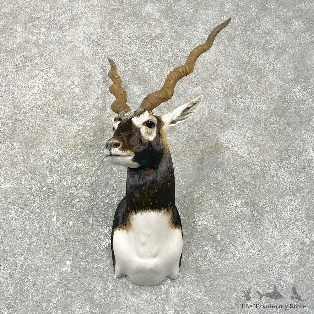 India Blackbuck Shoulder Mount For Sale #24993 @ The Taxidermy Store
