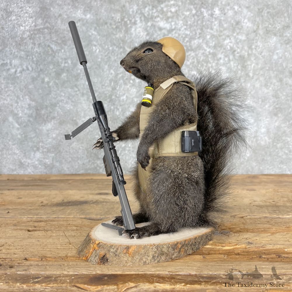Sniper Squirrel Novelty Mount For Sale #27025 - The Taxidermy Store