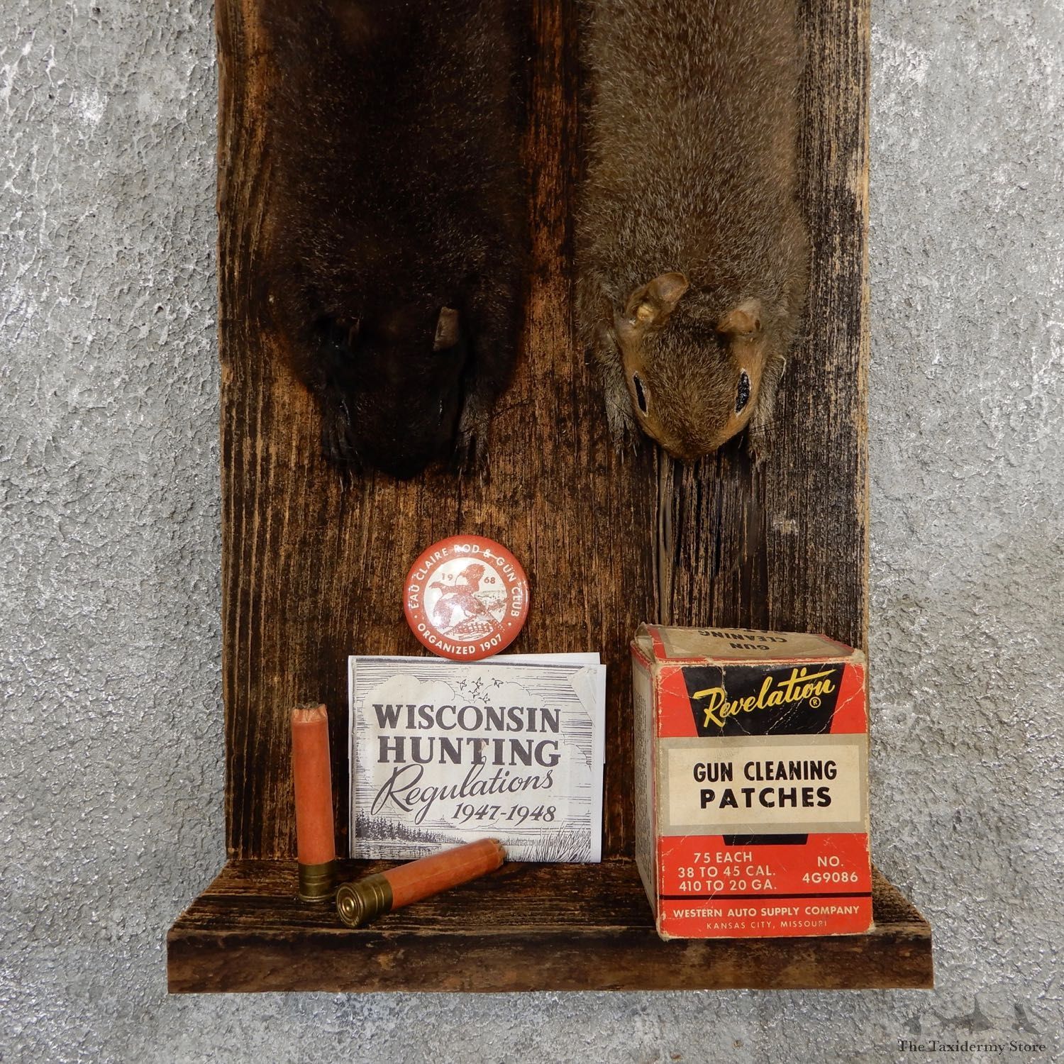 Captain's Classic Black & Grey Squirrel Display Taxidermy Mount #19741 For Sale @ The Taxidermy Store