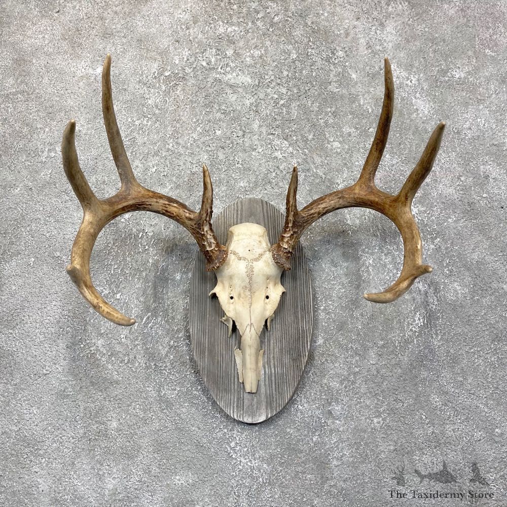 Whitetail Deer Antler Plaque Mount For Sale #24504 @ The Taxidermy Store