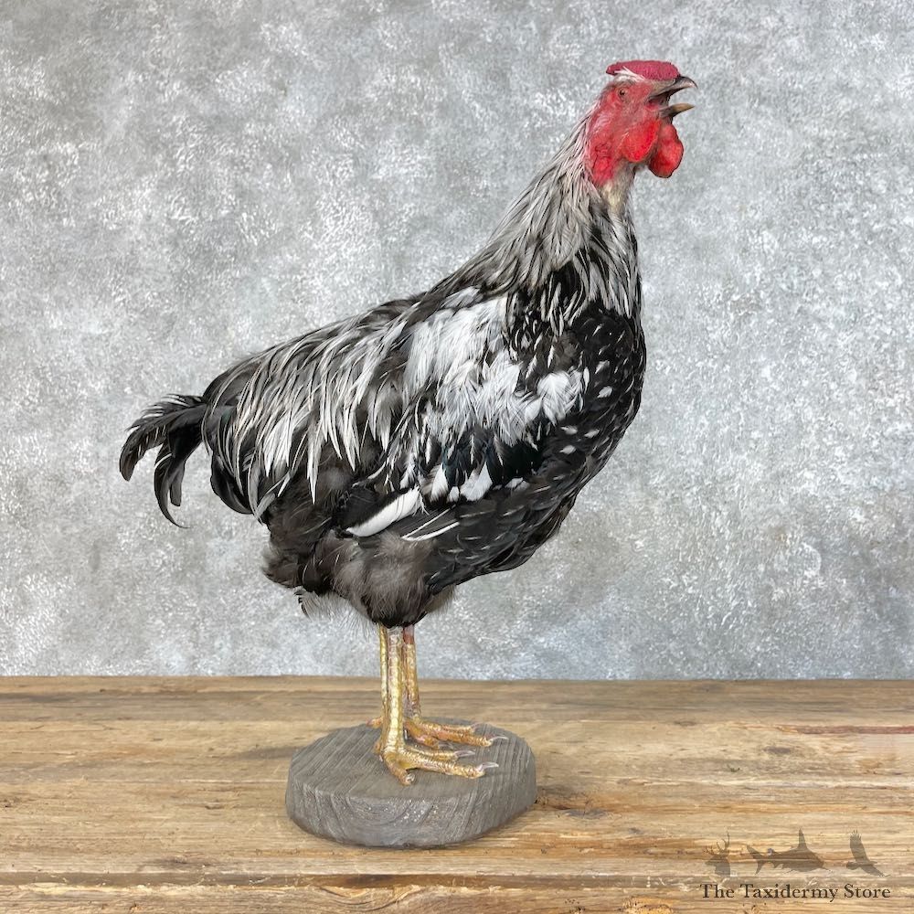 Silver Laced Wyandotte Chicken Rooster Bird Mount For Sale #25350 @ The Taxidermy Store