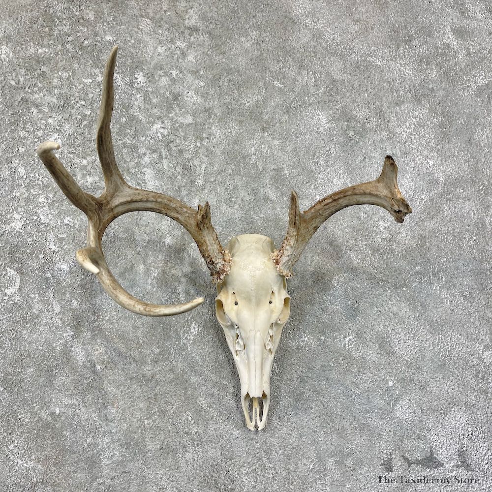Whitetail Deer Skull European Mount For Sale #25673 @ The Taxidermy Store