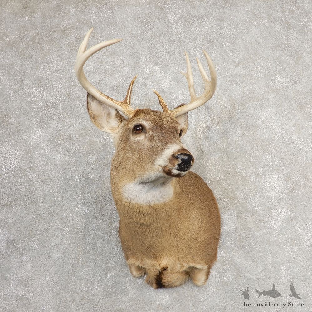 Whitetail Deer Shoulder Mount #21076 For Sale - The Taxidermy Store