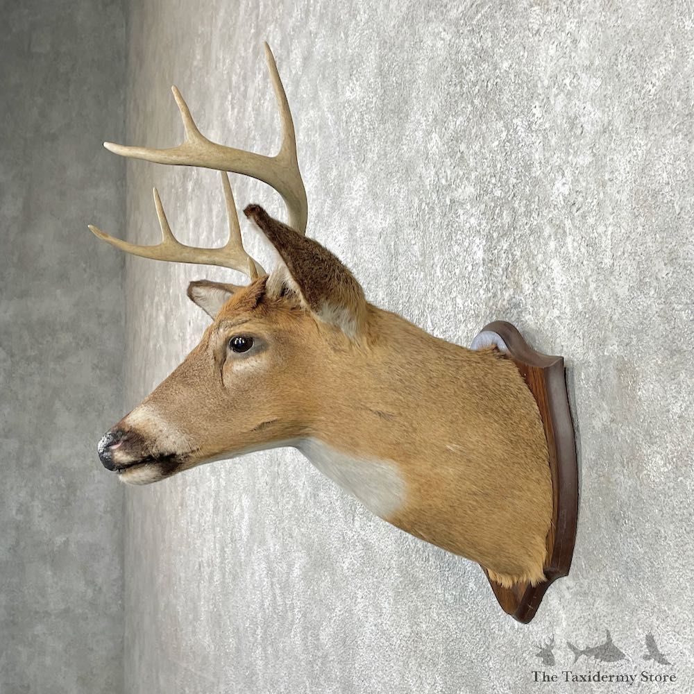 Whitetail Deer Shoulder Mount For Sale #25986 @ The Taxidermy Store
