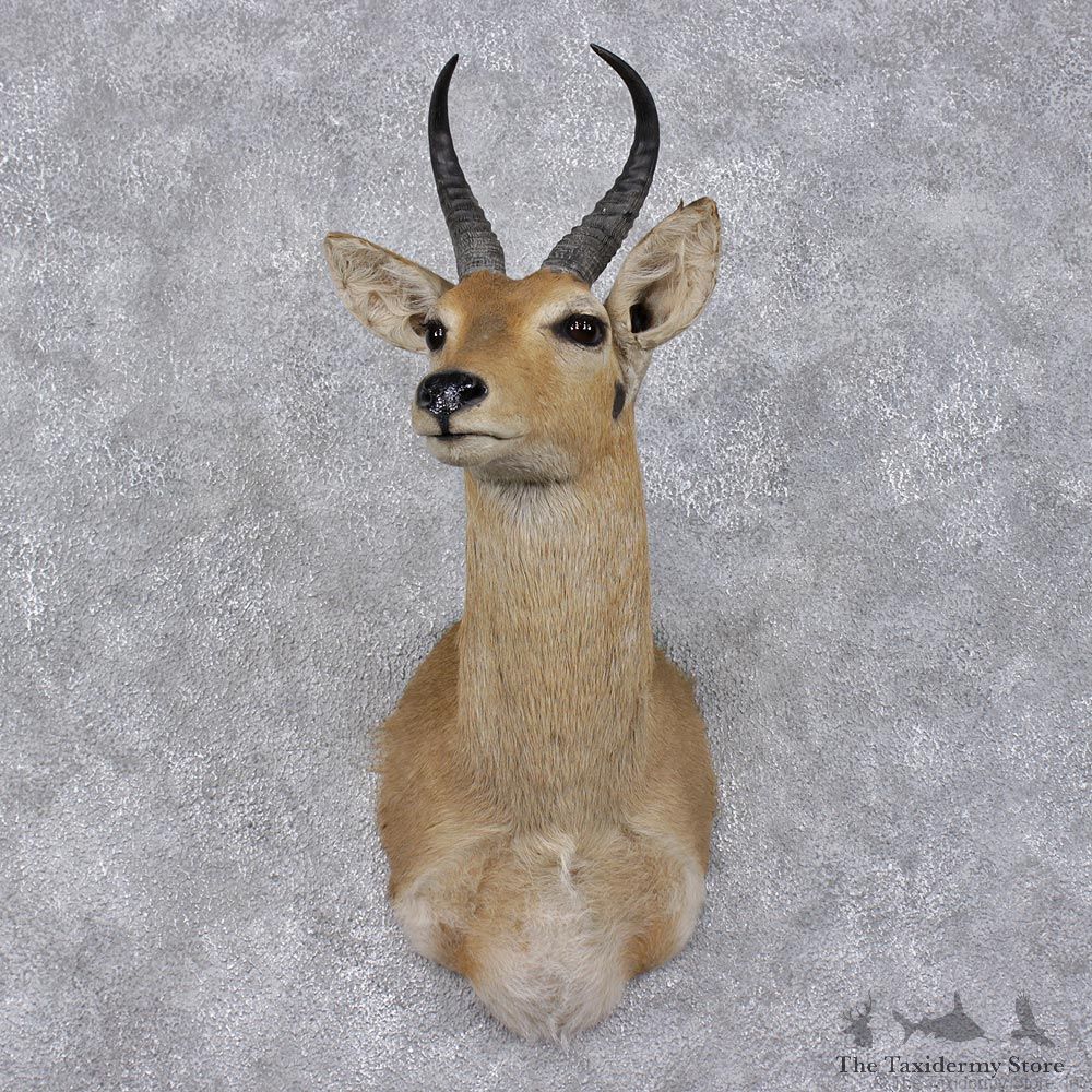 African Common Reedbuck Taxidermy Shoulder Mount #12475 For Sale @ The Taxidermy Store