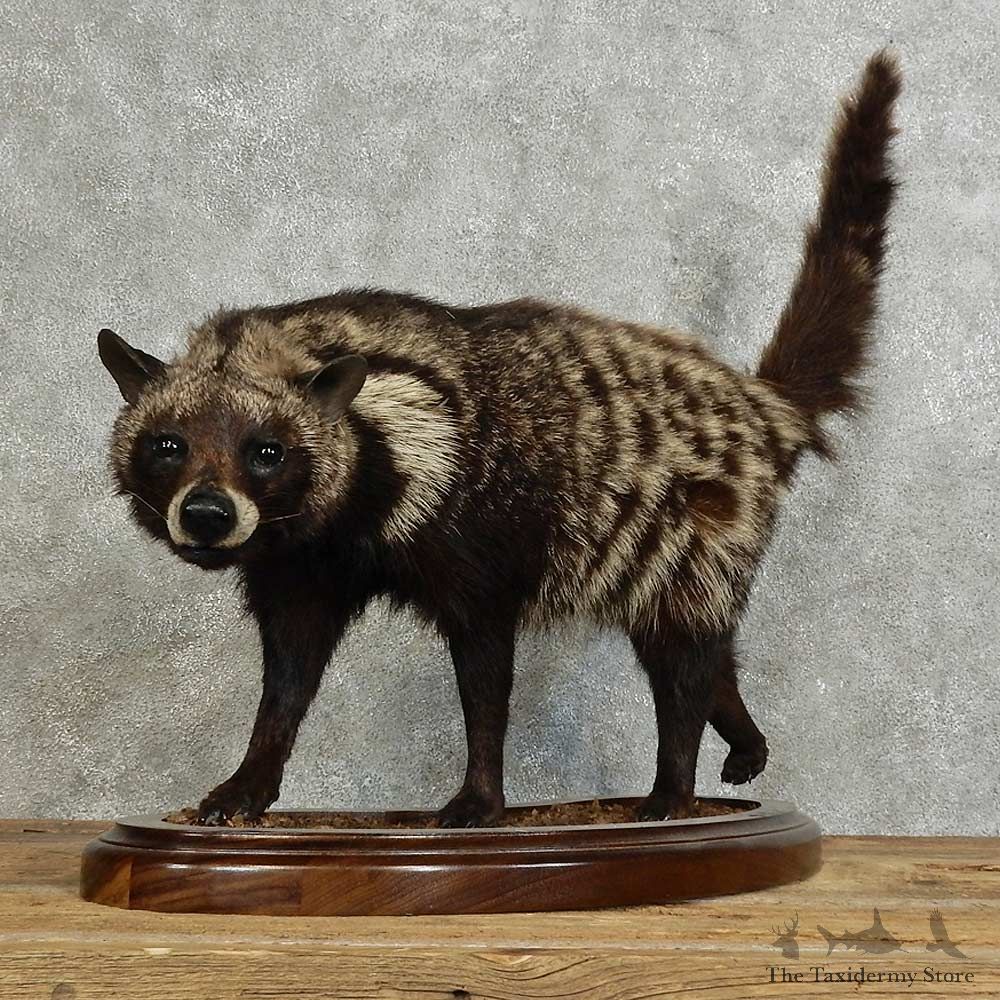 African Civet Cat Mount For Sale #15970 @ The Taxidermy Store