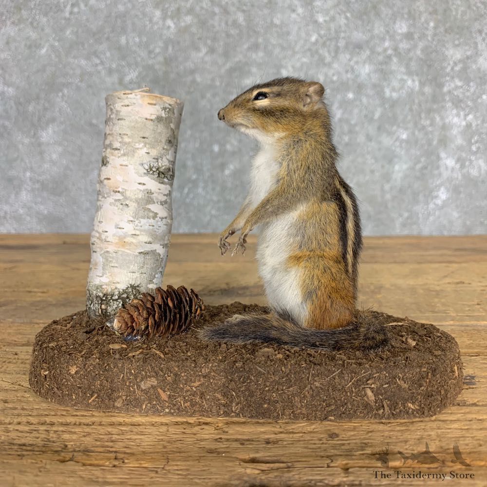 Chipmunk Life-Size Mount For Sale #23473 @ The Taxidermy Store