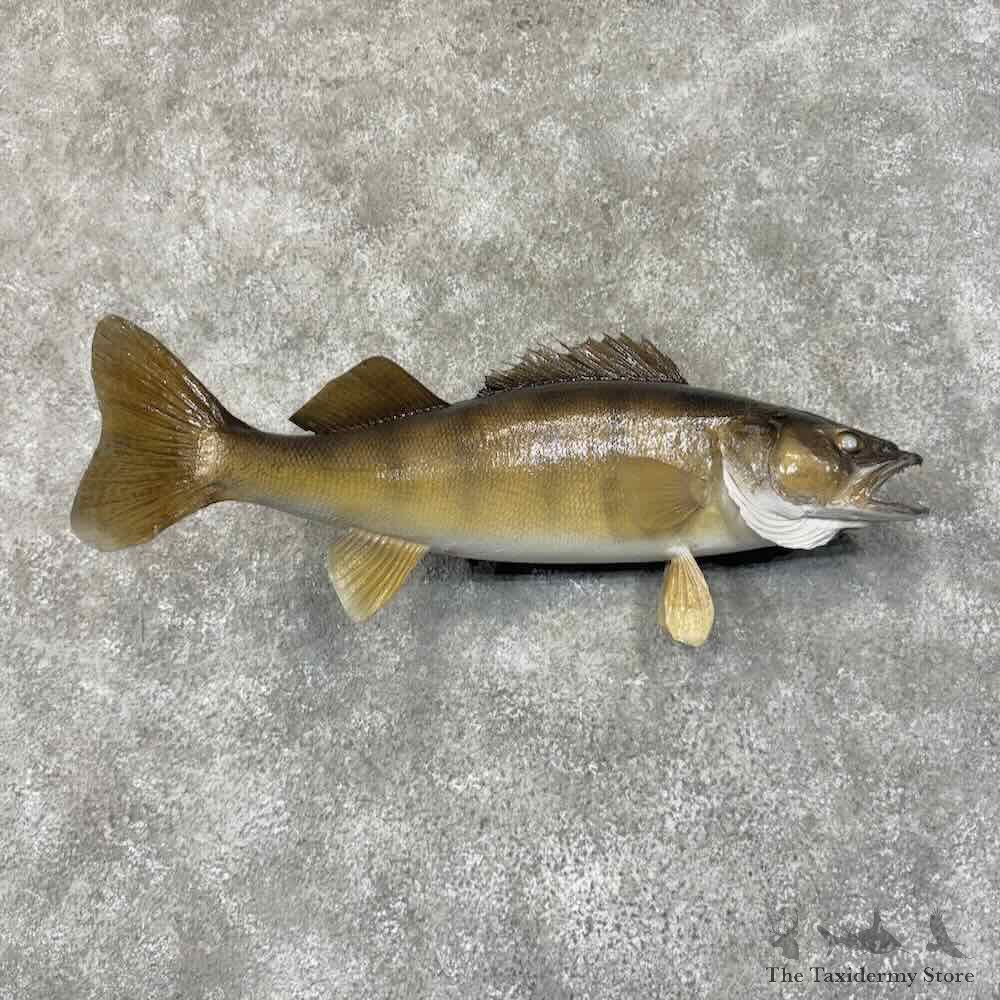 Walleye Fish Mount For Sale #31272 @ The Taxidermy Store