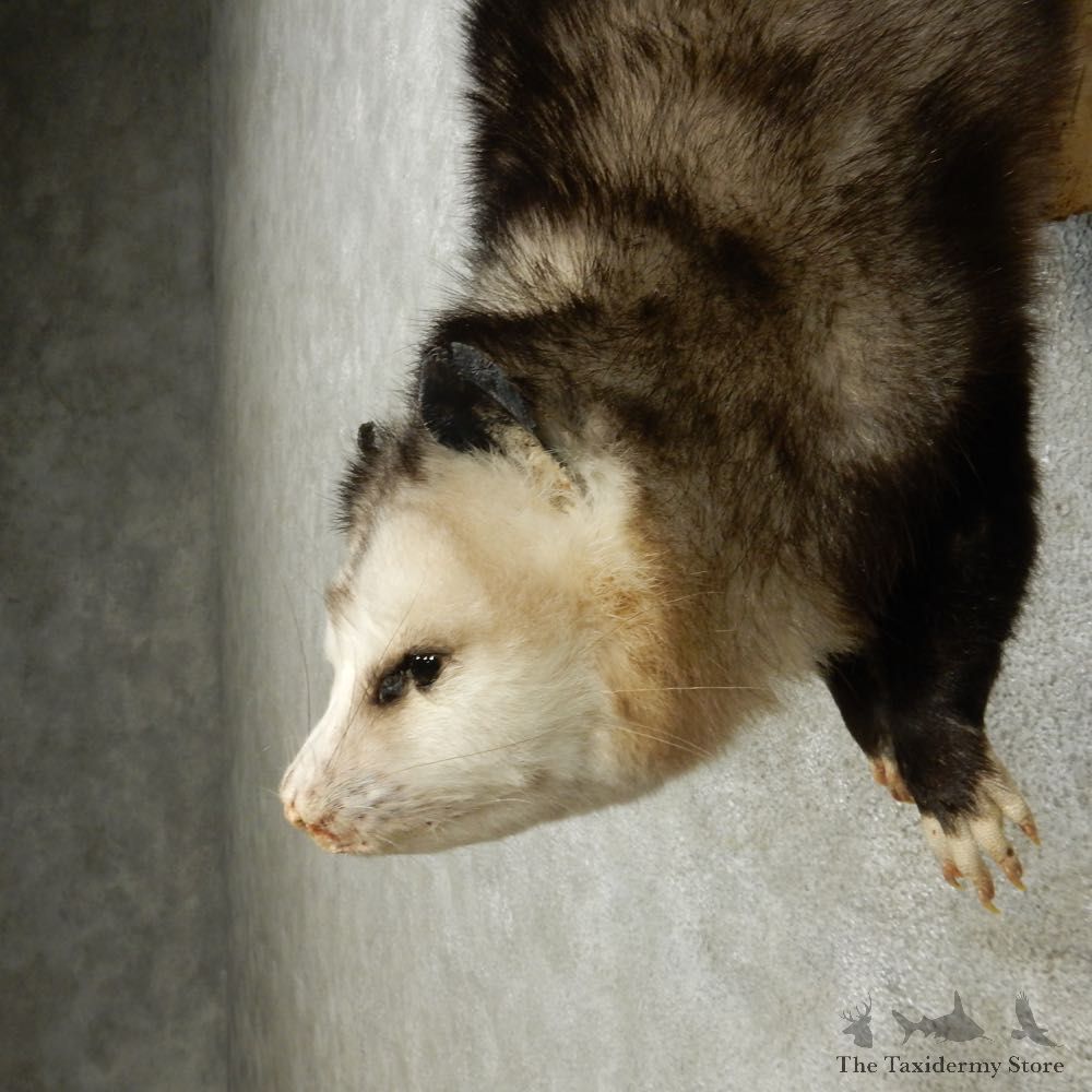 Hanging Opossum Mount For Sale #14906 @ The Taxidermy Store