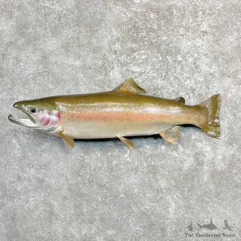 Rainbow Trout Fish Mount For Sale #27263 @ The Taxidermy Store