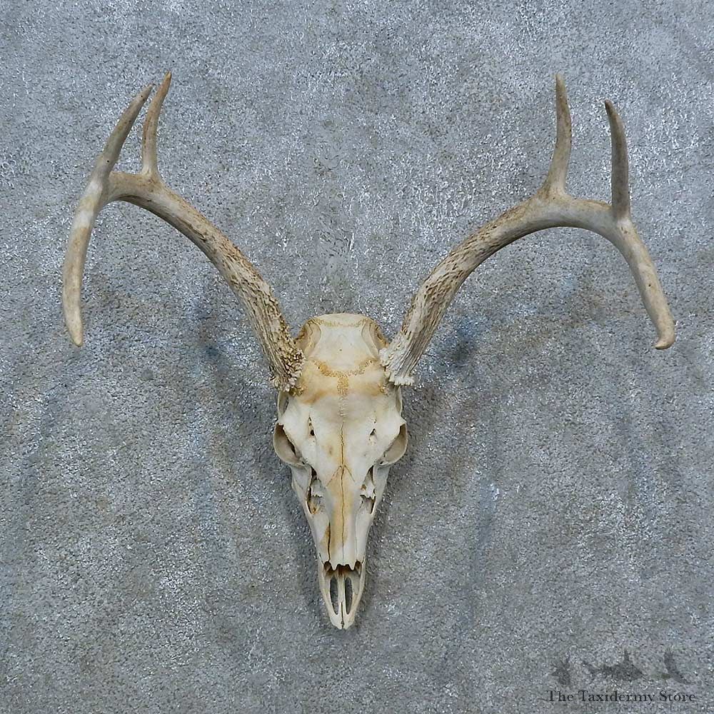 Whitetail Deer Skull Antler European Mount For Sale #15372 @ The Taxidermy Store
