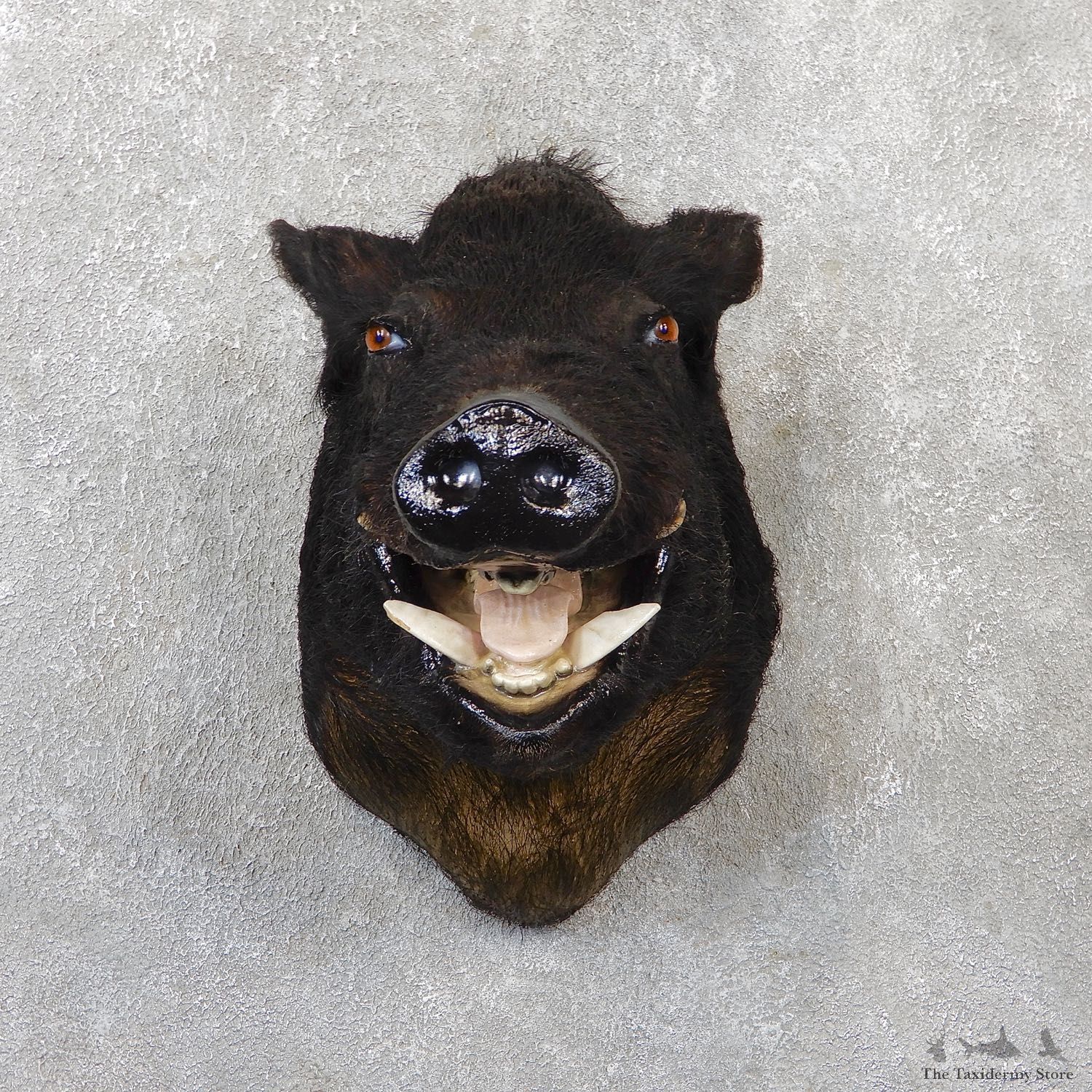 Wild Boar Shoulder Mount For Sale #19284 @ The Taxidermy Store