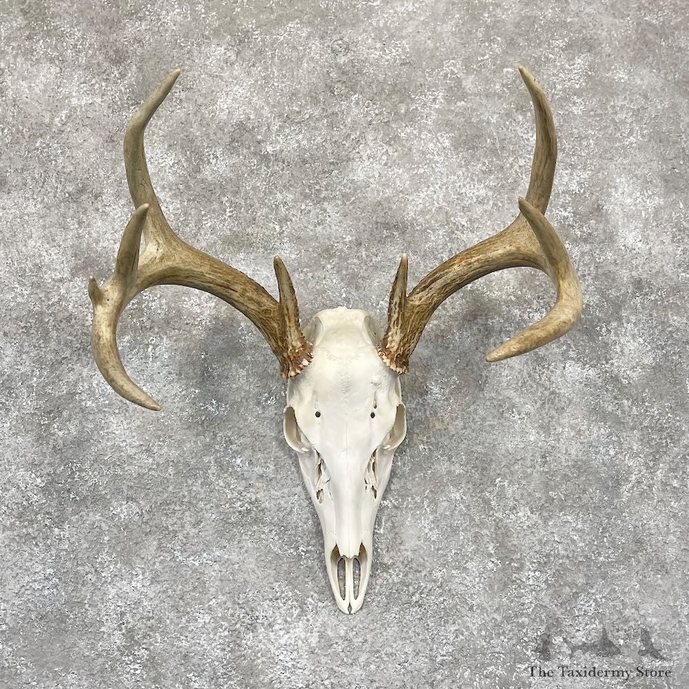 Whitetail Deer Skull European Mount For Sale #28262 @ The Taxidermy Store