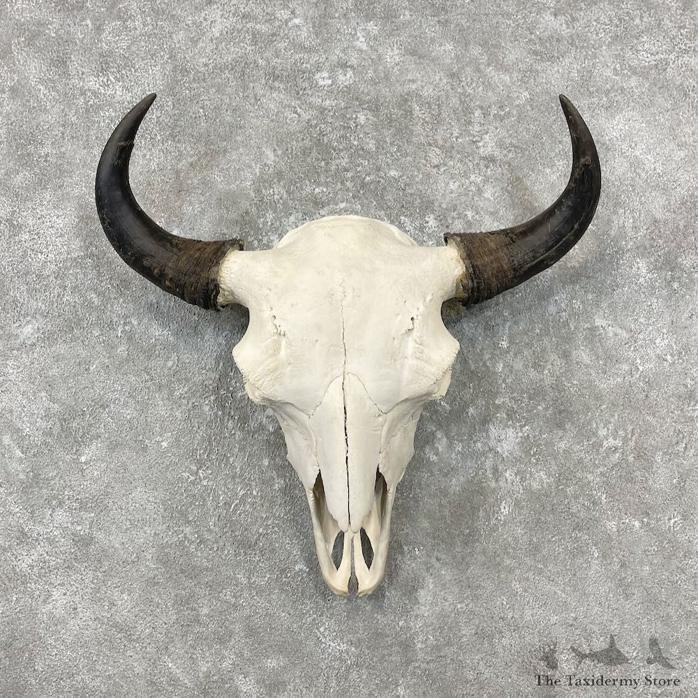 Buffalo Bison Skull Mount For Sale #26782 @ The Taxidermy Store