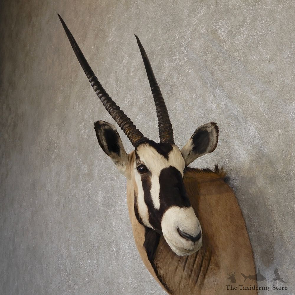 African Gemsbok Taxidermy Shoulder Mount For Sale #20186 @ The Taxidermy Store