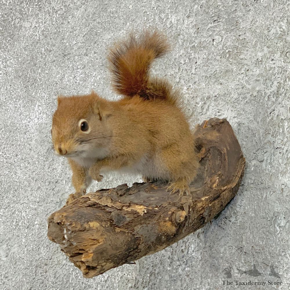 Red Squirrel Life-Size Mount For Sale #22293 @ The Taxidermy Store