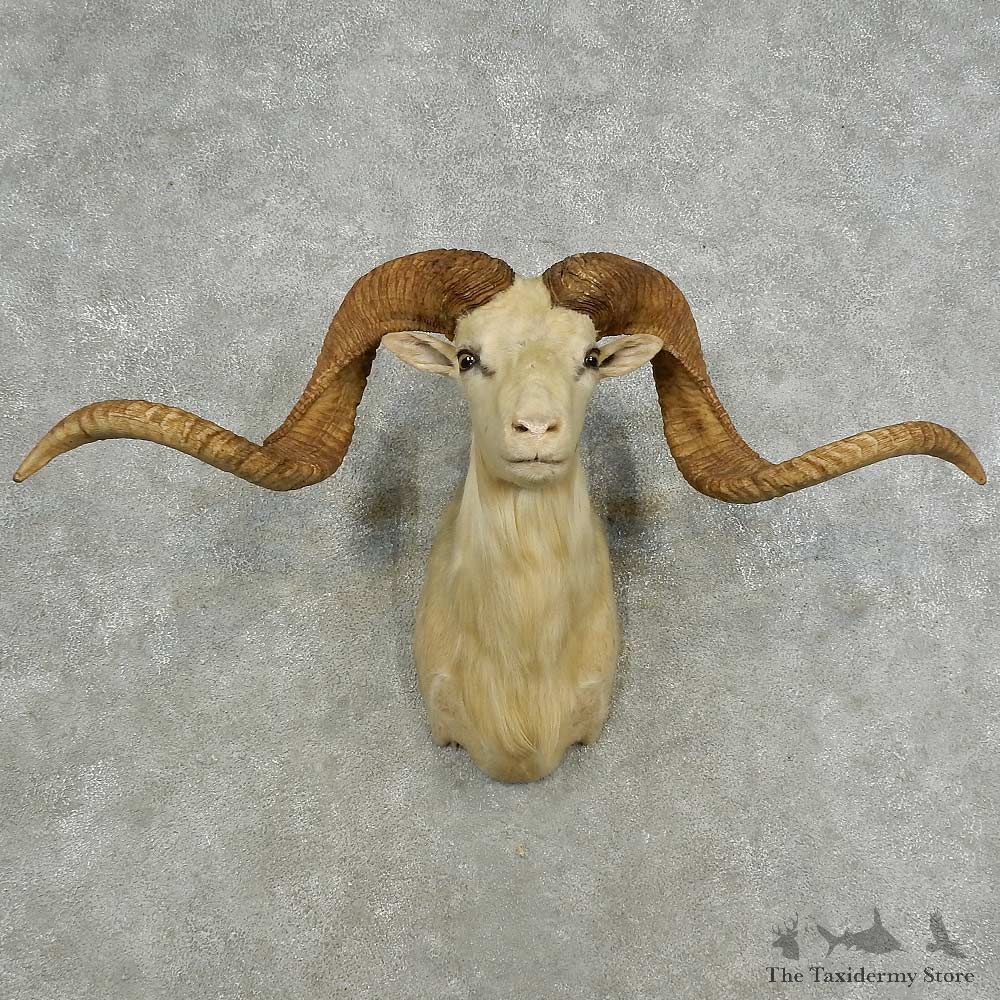 Dall Sheep Shoulder Mount For Sale #16873 @ The Taxidermy Store