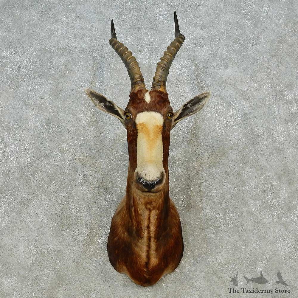 African Blesbok Shoulder Mount For Sale #14562 @ The Taxidermy Store