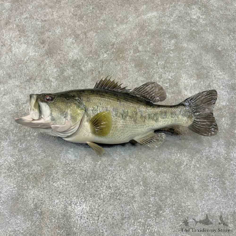 Largemouth Bass Fish Mount For Sale #31808 @ The Taxidermy Store