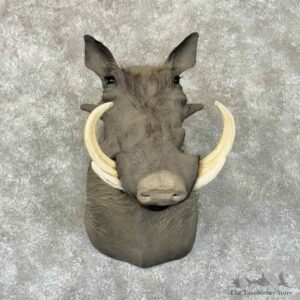 African Warthog Shoulder Mount For Sale #30903 @ The Taxidermy Store