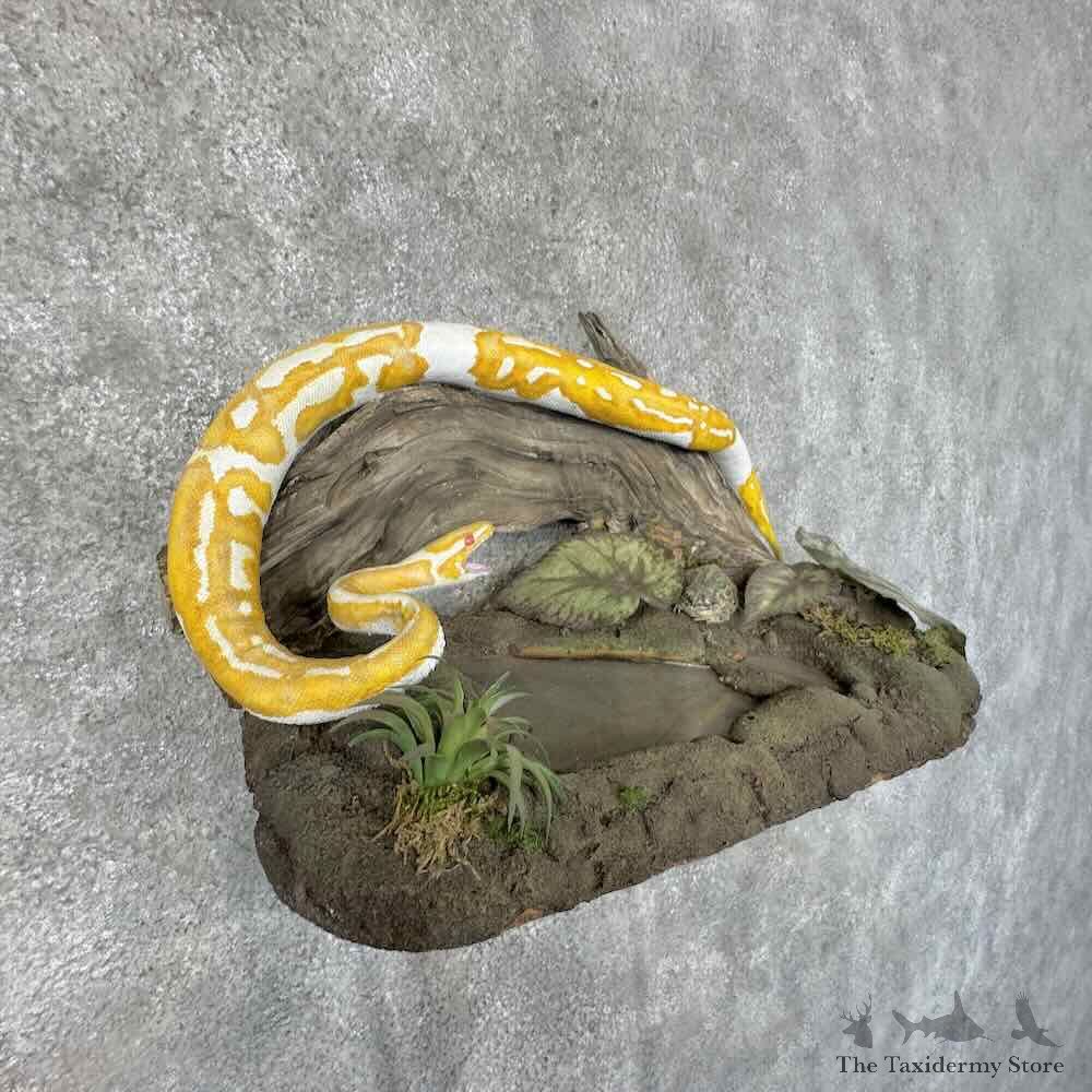 Albino Ball Python Life-Size Snake Mount For Sale #31309 @ The Taxidermy Store