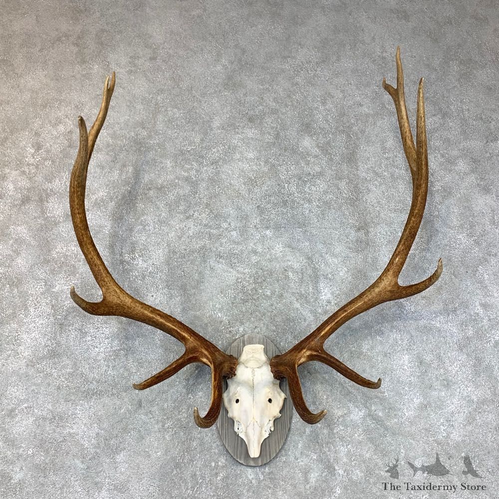 Rocky Mountain Elk Plaque Mount For Sale #22648 @ The Taxidermy Store