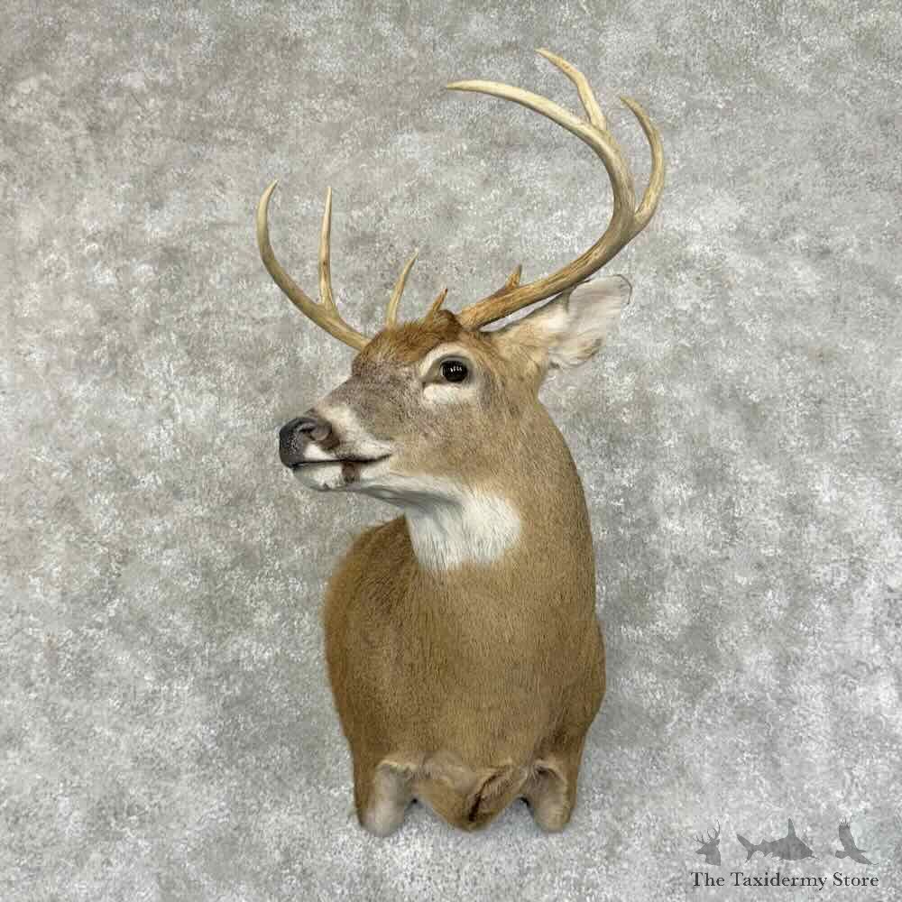 Whitetail Deer Shoulder Mount For Sale #31213 @ The Taxidermy Store