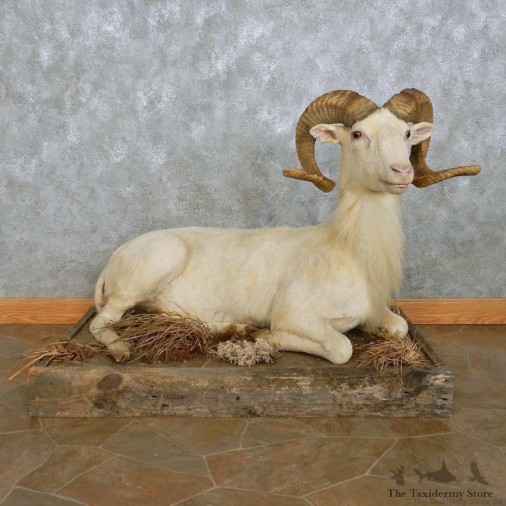 Texas Dall Sheep Life-Size Mount For Sale #15110 @ The Taxidermy Store
