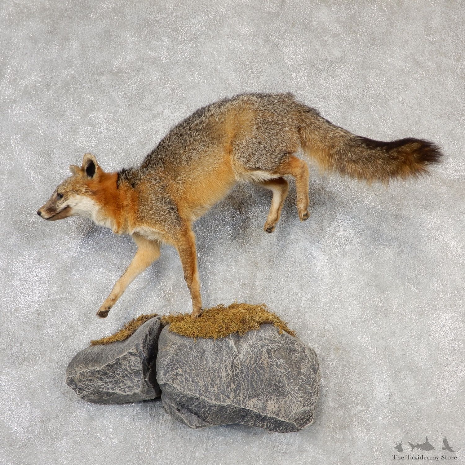 Grey Fox Life-Size Mount For Sale #19099 @ The Taxidermy Store