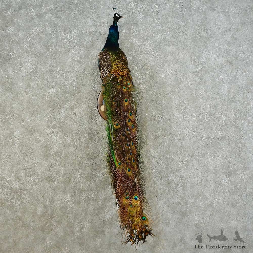 Indian Peacock Bird Mount For Sale #16225 @ The Taxidermy Store