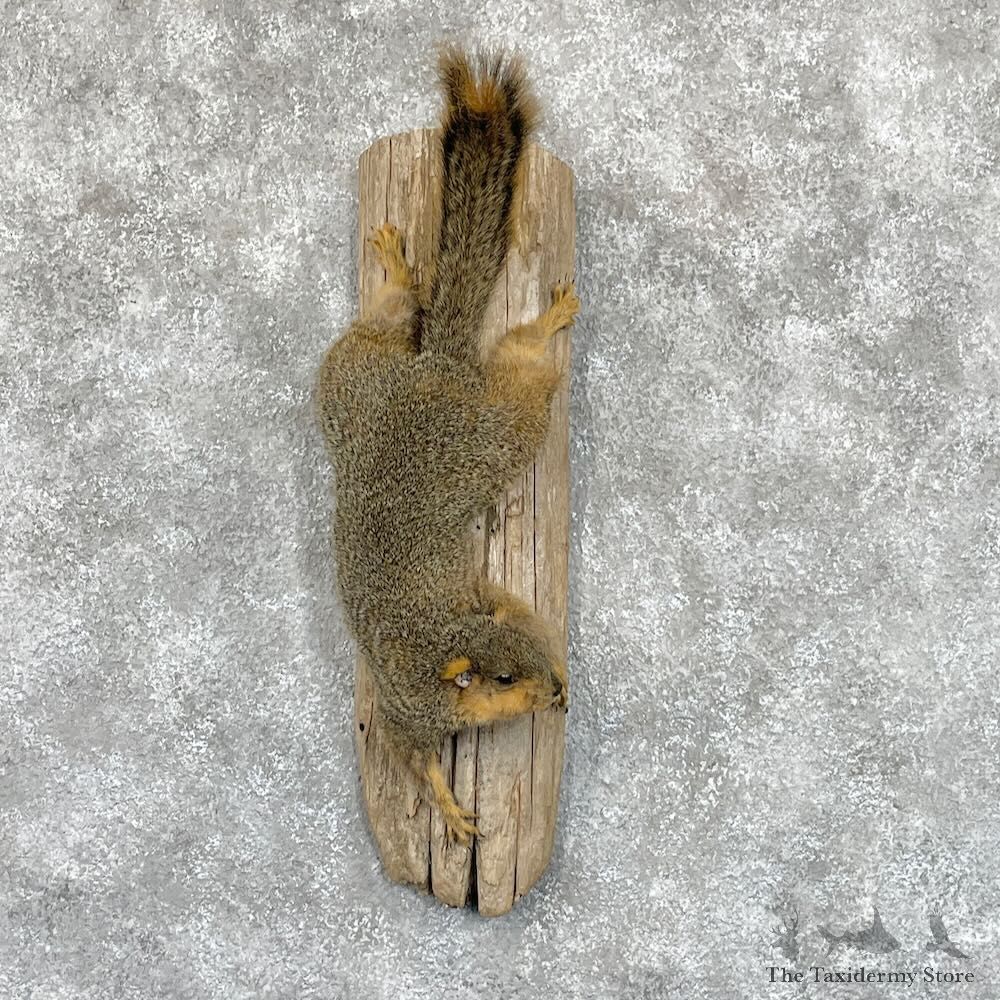 Fox Squirrel Mount For Sale #28090 @ The Taxidermy Store