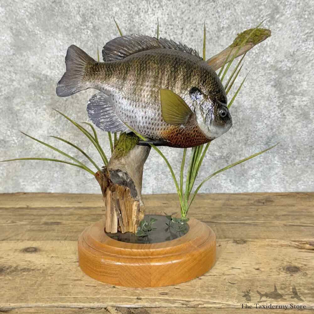 Bluegill Fish Mount For Sale #31096 @ The Taxidermy Store