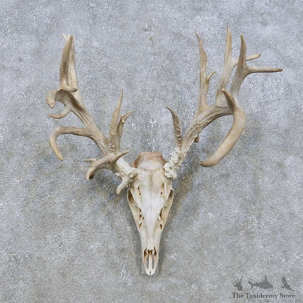 Whitetail Deer Skull European Mount For Sale #14933 @ The Taxidermy Store