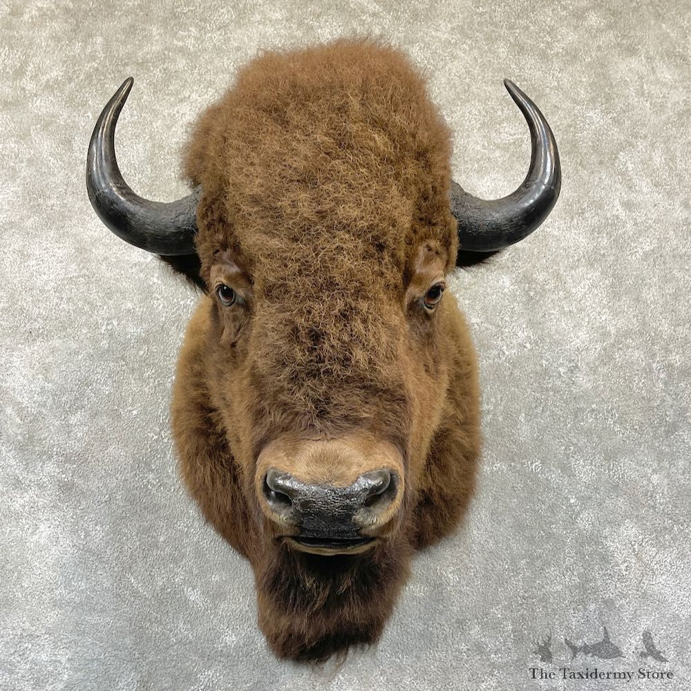 American Buffalo Shoulder Taxidermy Mount For Sale #26341 @ The Taxidermy Store