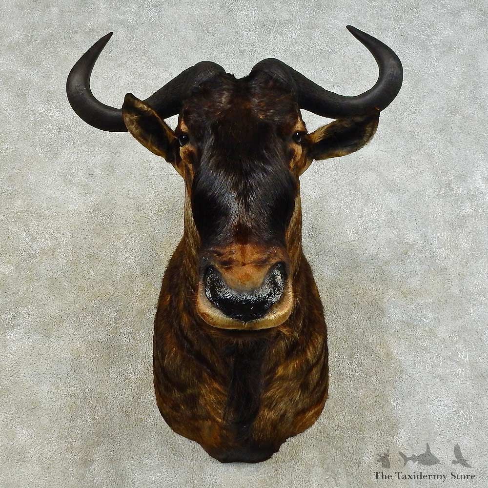 Blue Wildebeest Shoulder Mount For Sale #16382 @ The Taxidermy Store