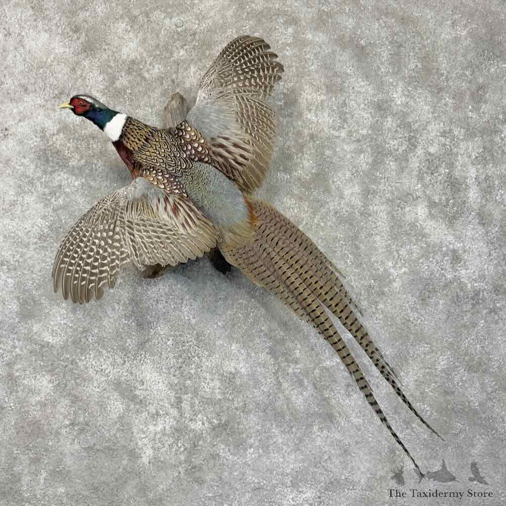 Ringneck Pheasant Bird Mount For Sale #31741 @ The Taxidermy Store
