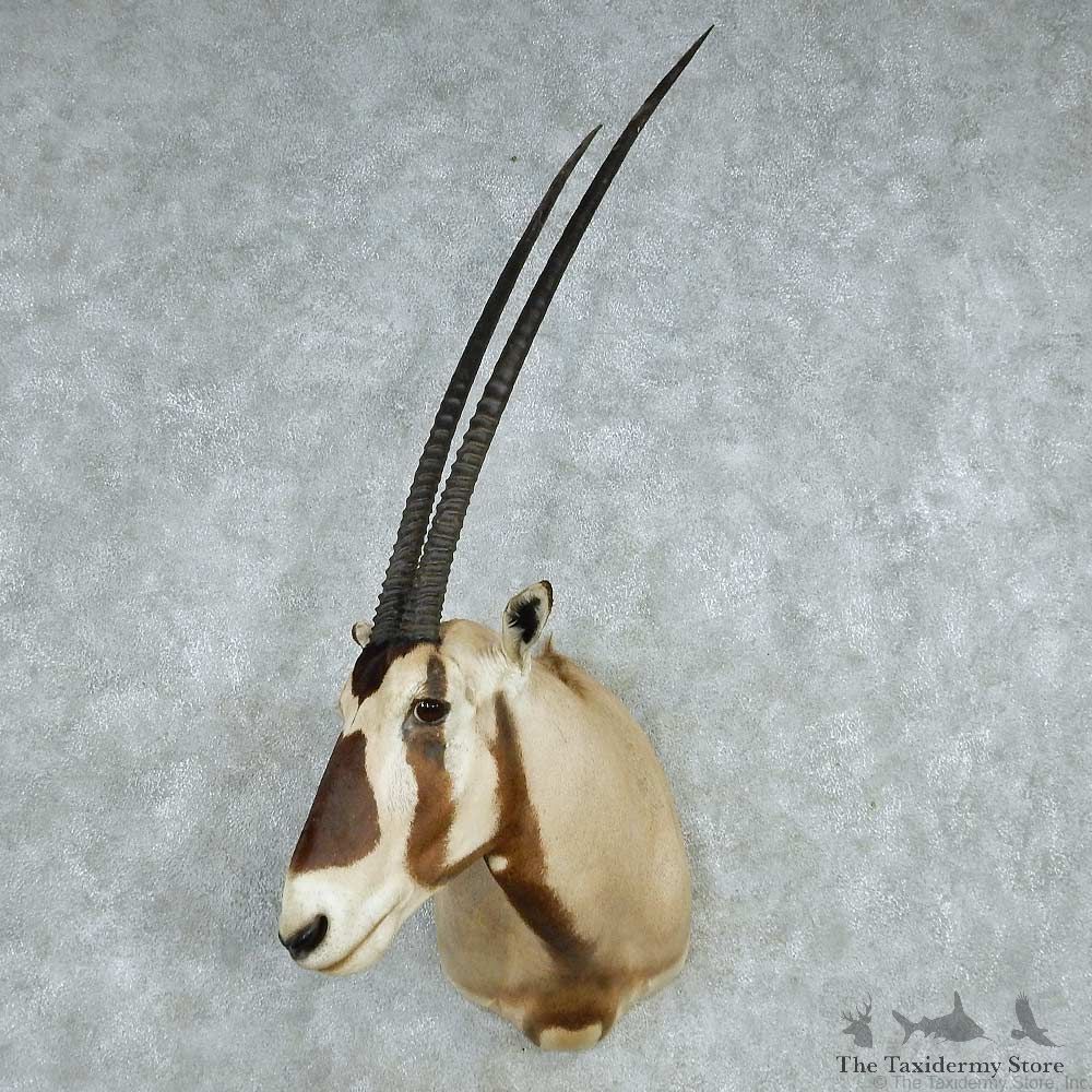 African Gemsbok Shoulder Mount #13630 For Sale @ The Taxidermy Store