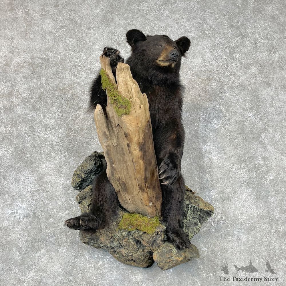 Black Bear Life-Size Mount For Sale #26873 @ The Taxidermy Store