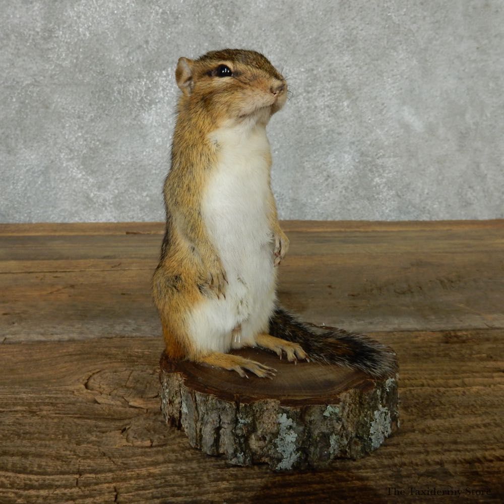 Standing Chipmunk Life Size Mount #13434 For Sale @ The Taxidermy Store