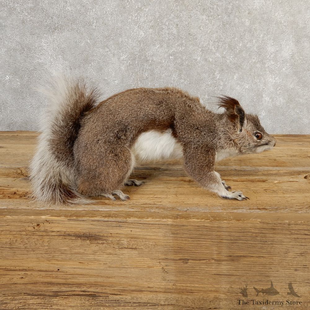 Abert's Squirrel Life-Size Mount For Sale #20763 @ The Taxidermy Store